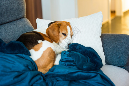 Beagle狗睡在舒适的沙发上三色彩背景Beagle狗睡在舒适的沙发上图片