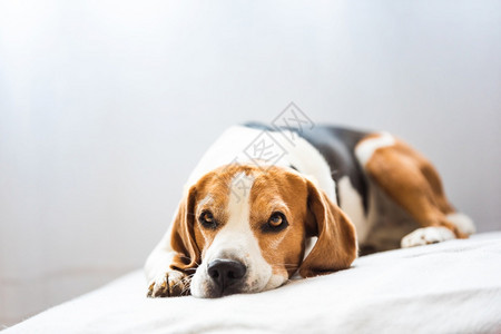 Beagle狗睡在舒适的沙发上三色彩背景Beagle狗睡在舒适的沙发上图片