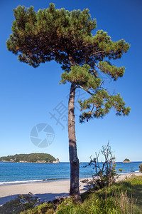 在河平海滩的Fir树上图片