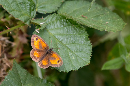 守门人或顶尖棕色蝴蝶Pyrooniatithonus躺在叶子上的蝴蝶图片