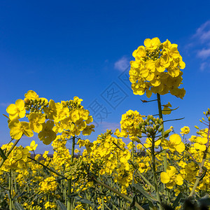 Birch Grove附近东苏塞克斯农村的种子(Brassica coadus)开花图片