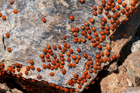 塞浦路斯的一群鸟coccinellidae背景图片