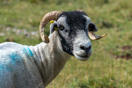 约克郡戴尔斯公园科尼斯通村附近的山羊肖像图片