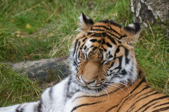 西伯利亚虎Pantheratigrisaltaica或躺在草地上的阿穆尔虎图片