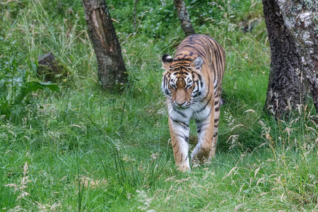 西伯利亚虎Pantheratigrisaltaica或Amur虎在其领土上行走图片