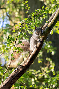 灰松鼠Sciuruscarolinensis从一棵树旁观看图片
