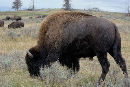 美国野牛Bison野牛图片