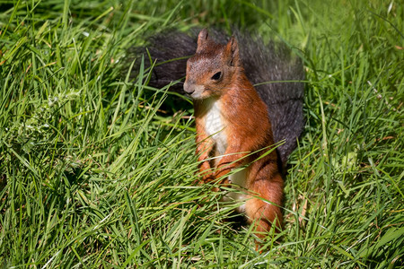 红色喜庆背景欧亚红松鼠Sciurus粗俗站在长草丛中背景