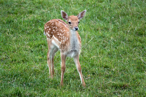 年轻的FallowDeer达马图片