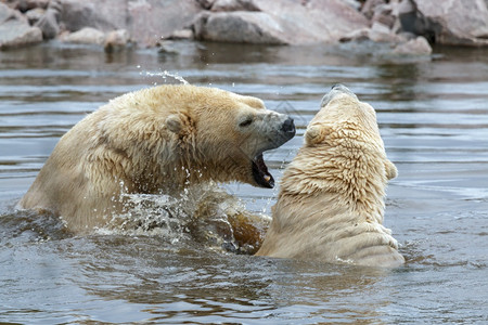 北极熊Ursusmaritimus一起在水中玩耍图片