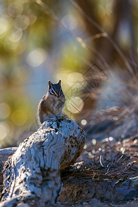 布莱斯峡谷一只花栗鼠的特写镜头图片