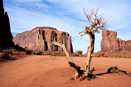 美国犹他州古迹谷死树图片