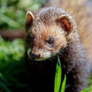 一只欧洲北极熊的特写镜头Mustelaputorius图片