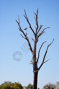 栖息在枯树上的苍鹭图片