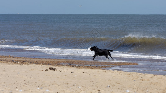 黑狗和红球在诺福克的温顿海边滩上奔跑图片