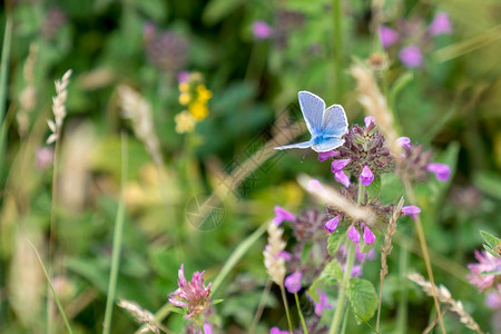 一种以粉红色花朵为食的蓝蝴蝶图片