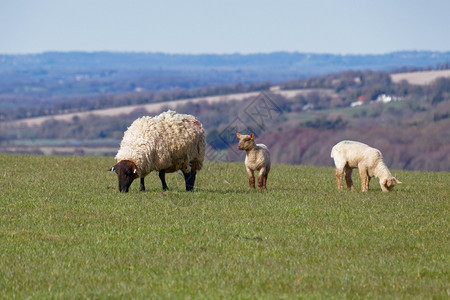 苏塞克斯南下家园的牧羊人图片
