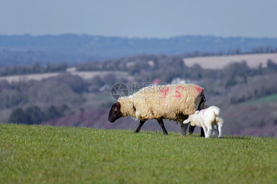 苏塞克斯南下家园的牧羊人图片
