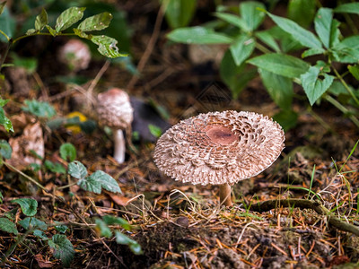 沃纳姆自然保护区天气恶劣的Fungus图片