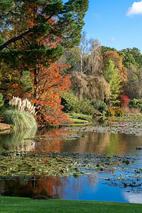 秋天谢菲尔德公园花景象图片