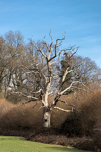 死树在ArdinglyReservoir附近的一片田地里图片