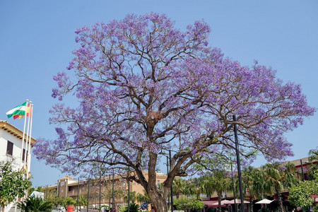 蓝花楹jacarandamimosifolia在本亚尔马德纳开花背景图片