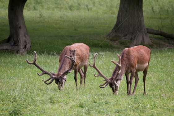 红鹿在萨里草原上吃草图片