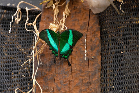 翡翠燕尾蝶图片