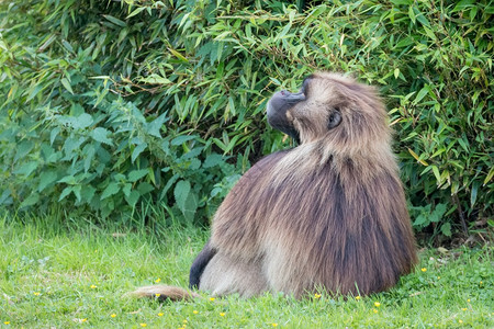 坐在草地上的狒狒图片
