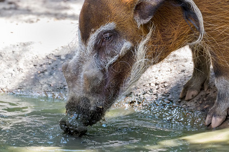 红河猪Potamochoerusporcus从水洞里喝水图片