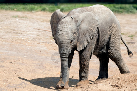 非洲青年大象Loxodonta探索其领土图片