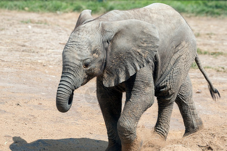 非洲青年大象Loxodonta图片