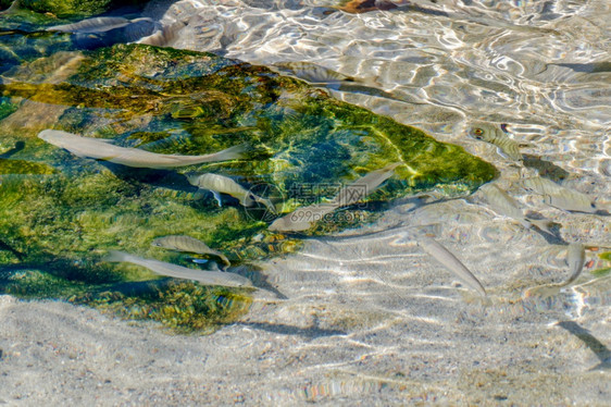 在PortoCervo水晶清中游泳的鱼图片