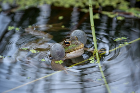 花蛙在池塘里休息图片