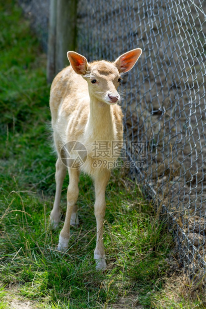 YoungFallowDeer达马站在铁链围栏上图片