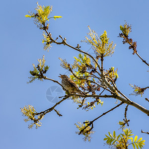歌鸫Turdusphilomelos栖息在树上享受春天的阳光图片