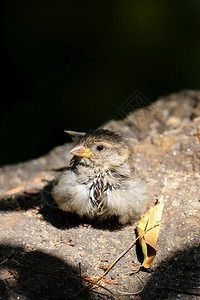 婴儿麻雀Passeridae休息在阳光中的岩石上图片