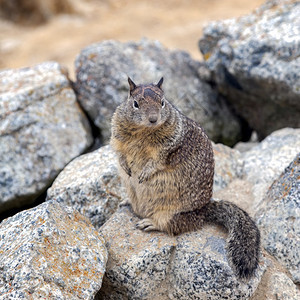 座落在岩石上的加利福尼亚地松鼠Otospermophilusbeecheyi图片