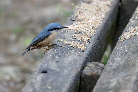 Nuthatch踩在木板凳上准备吃一些种子图片