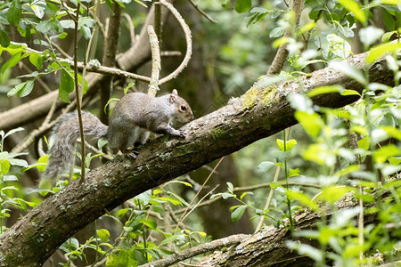 在树上休息的灰松鼠图片