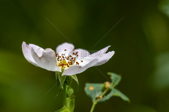 野白狗玫瑰Rosacanina夏季开花图片