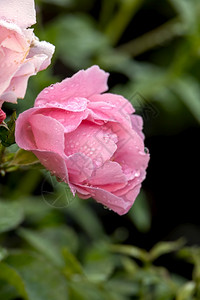 粉红玫瑰在意大利坎迪德Candide的一个花园里图片