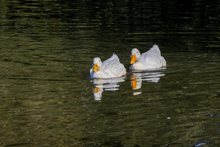 白鸭在东格林斯代附近希奇考湖游泳背景图片