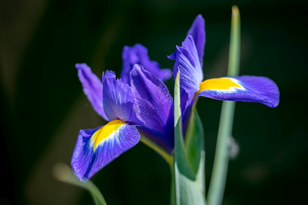 春天伊里斯花朵在英国园开图片
