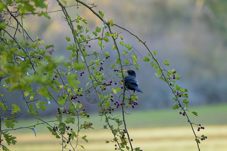 黑鸟Turdusmerula在霍特恩树上吃浆果图片