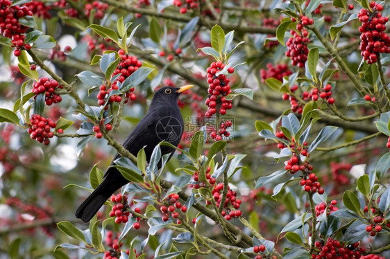 黑鸟Turdusmerula在霍利树中吃浆果图片