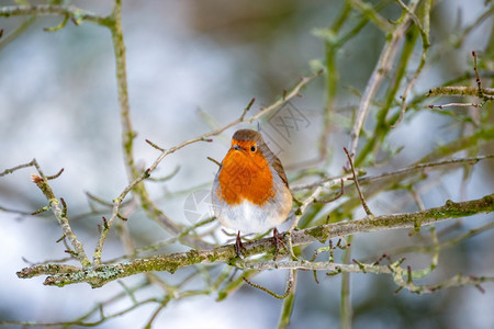 在寒冷的冬天罗宾在树上看起来很机警图片