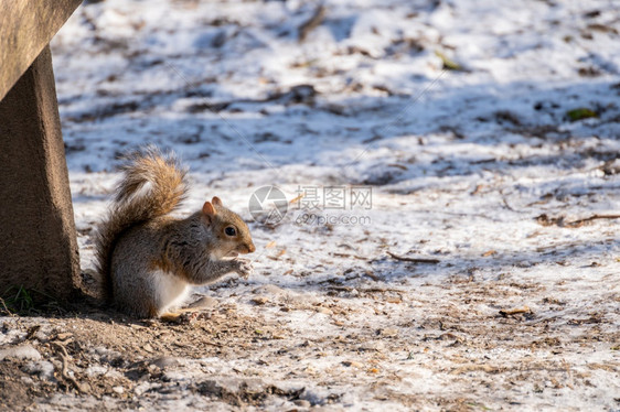 灰松鼠在雪中吃种子图片