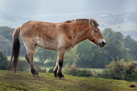 普尔泽瓦斯基的马匹Equiusfarus图片