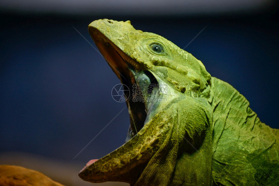 绿鬣蜥图片